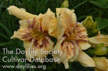 Daylily One Nation Under God